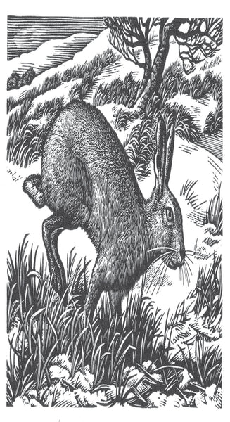 Private Life Of The Hare