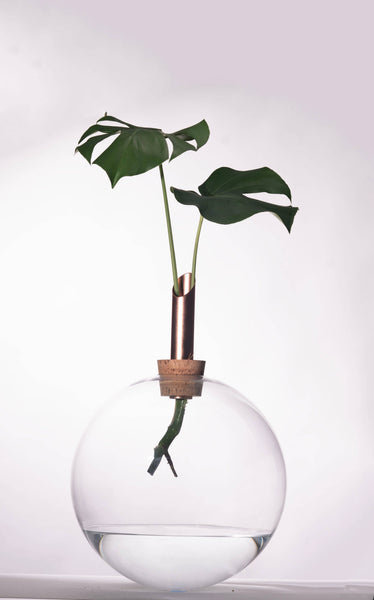 Glasilium Vase | Transparent