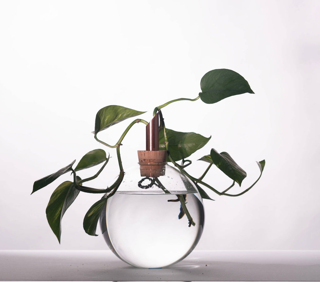 Glasilium Vase | Transparent