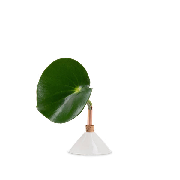 Consilium Vase | Snow White