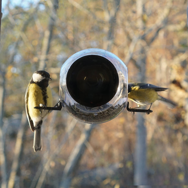 Bird Feeder