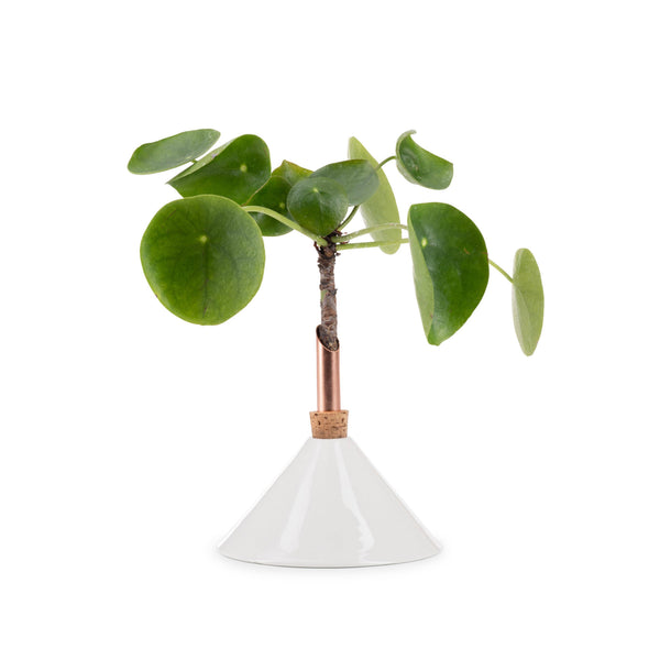 Consilium Vase | Snow White