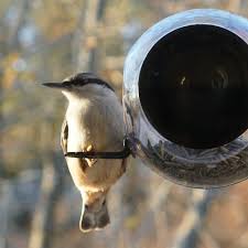 Bird Feeder