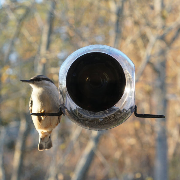 Bird Feeder
